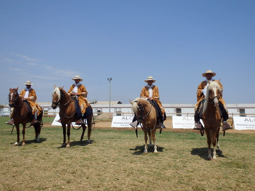 Peruvian Step Horse Show.